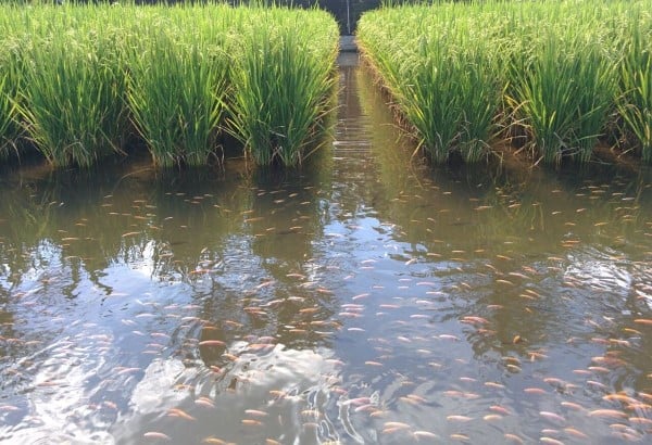 em risco de extenção peixes e arroz